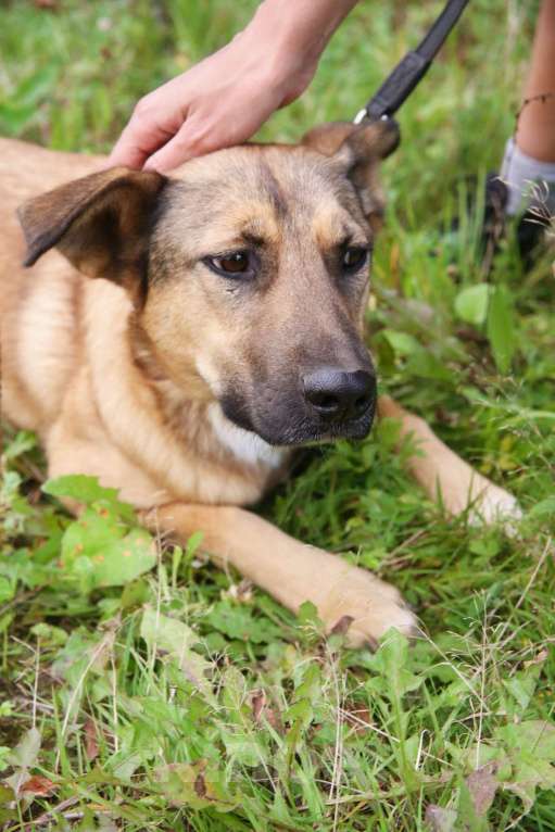 Собаки в Москве: Яся Девочка, Бесплатно - фото 14