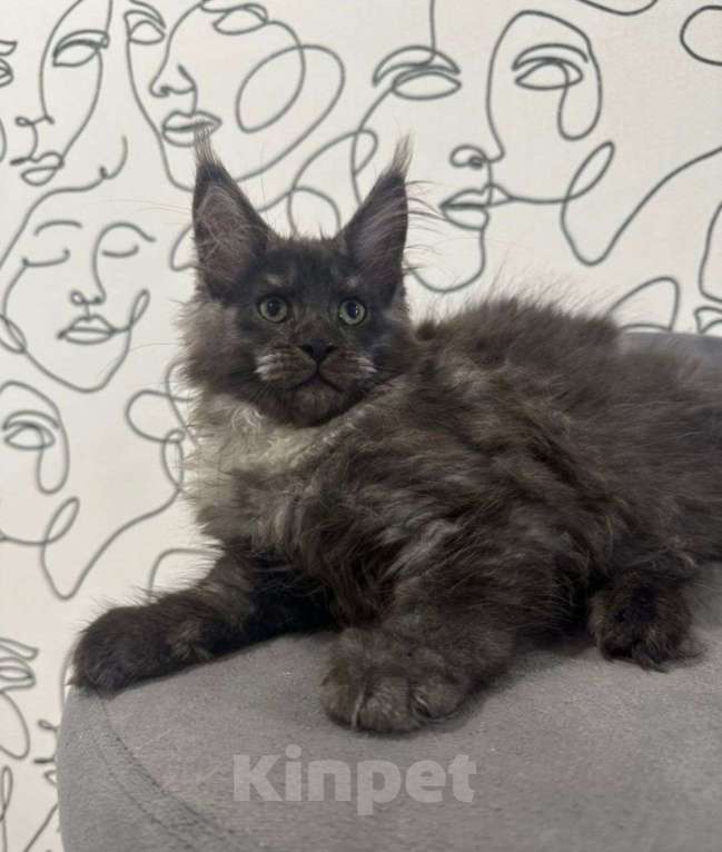 Кошки в Нижнем Новгороде: Котенок породы Мейн-кун Девочка, Бесплатно - фото 1