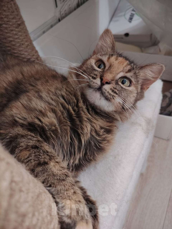 Кошки в Тамбове: Аня ищет свою любовь Девочка, Бесплатно - фото 2