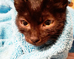 Кошки в Санкт-Петербурге: Продается котенок Чаузи. F3 (окрас черный сплошной, социализирован, документы) Мальчик, 120 000 руб. - фото 1