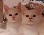 Кошки в Челябинске: Котята мэйн-кун, 15 000 руб. - фото 1