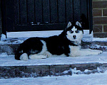 Собаки в Череповце: Хаски Женихи для вязки Шикарные + Щенки, 1 руб. - фото 1