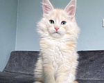 Кошки в Малмыже: Настоящие мейн куны, 40 000 руб. - фото 3