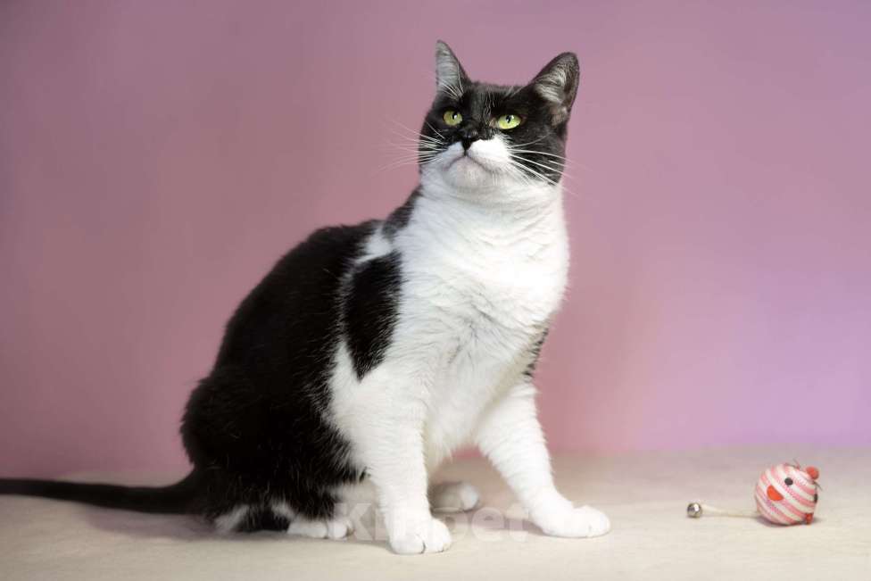 Кошки в Москве: Кошечка Марта в добрые руки Девочка, 10 руб. - фото 2