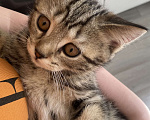 Кошки в Барнауле: Прямоухая кошечка Девочка, 3 500 руб. - фото 1