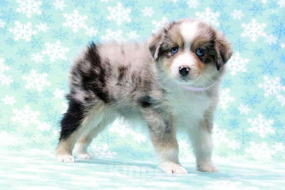 Собаки в Москве: Австралийская овчарка. Миниатюрная американская овчарка (мини аусси) Девочка, 80 000 руб. - фото 6