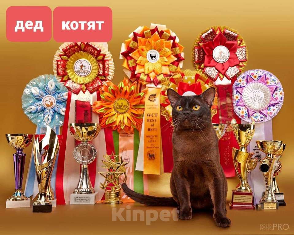 Кошки в Новосибирске: Бурманские котята Девочка, 40 000 руб. - фото 1