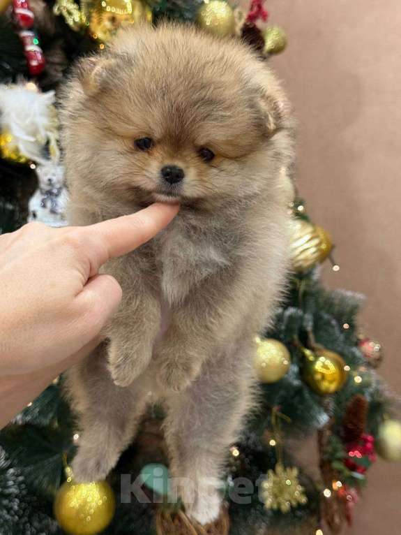 Собаки в Перми: Щенки померанского шпица Девочка, 50 000 руб. - фото 4