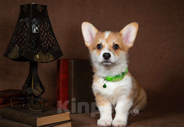 Собаки в Москве: Предлагаю  щенка корги Мальчик, 60 000 руб. - фото 7