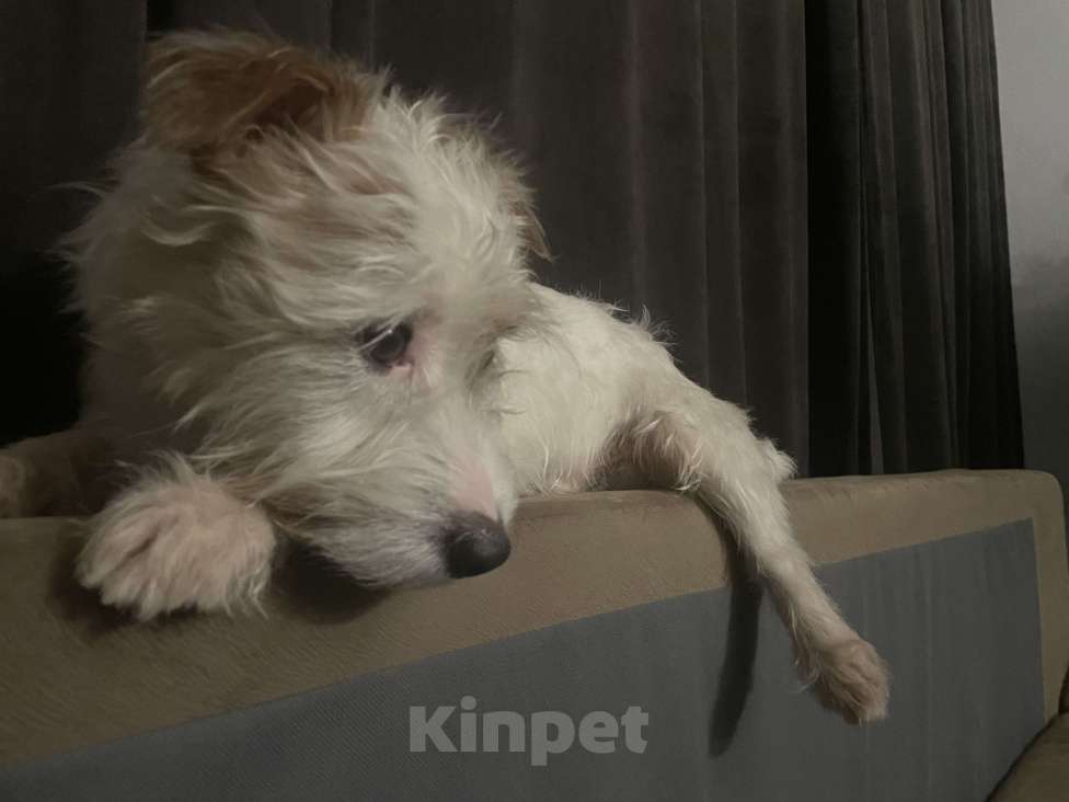 Собаки в Воронеже: Пропала собака! Воронеж Мальчик, 10 000 руб. - фото 8