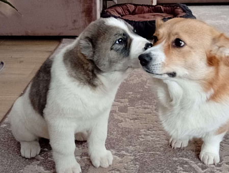 Кобель САО.