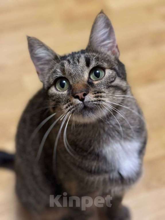 Кошки в Москве: Кошечка в полосочку ищет дом и любящую семью! Девочка, Бесплатно - фото 2