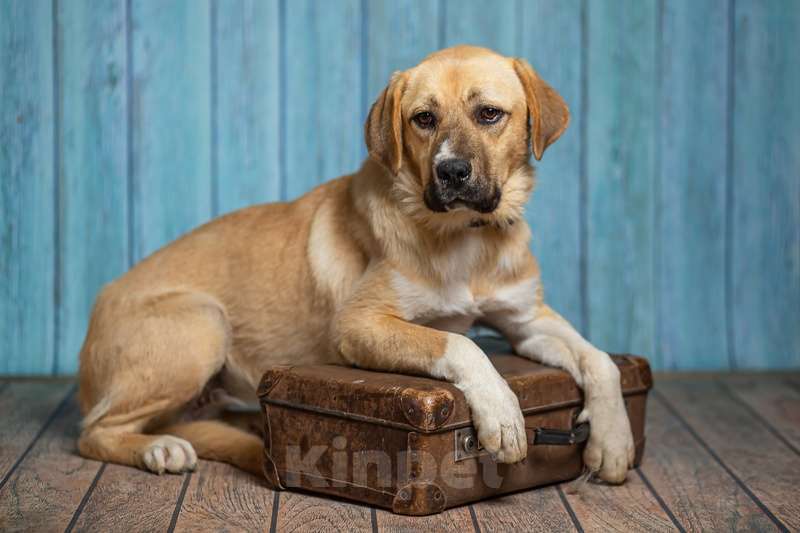 Собаки в Москве: Молодая лабрадор Алика в добрые руки Девочка, 1 руб. - фото 2