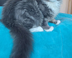 Кошки в Мытищах: Котенок Мейн-кун Мальчик, 35 000 руб. - фото 2