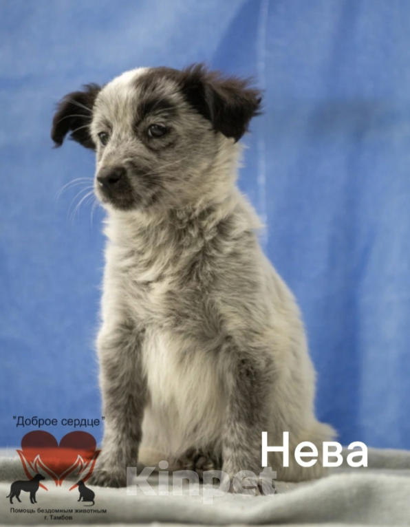 Собаки в Тамбове: Нева Девочка, Бесплатно - фото 1