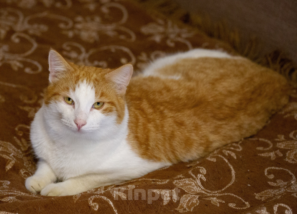 Кошки в Екатеринбурге: Кот Лева Мальчик, Бесплатно - фото 3