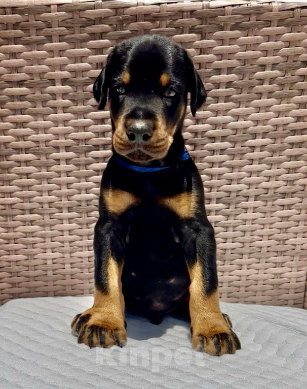 Собаки в Севастополе: Щенки добермана питомник РКФ FCI Мальчик, 80 000 руб. - фото 2