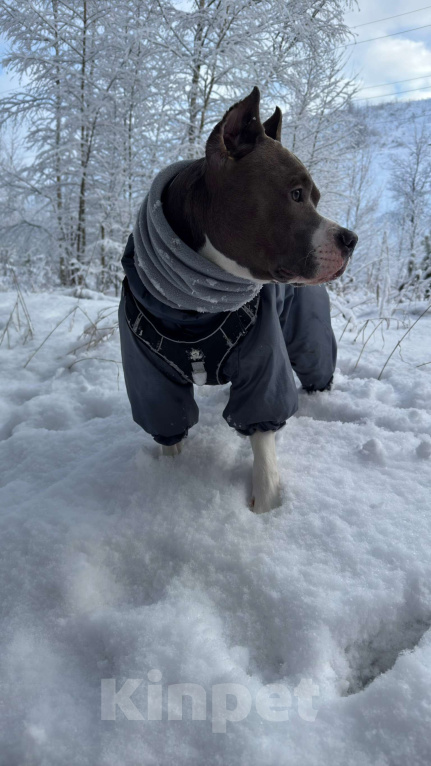 Собаки в Балашихе: Американский стаффордширский терьер Мальчик, Бесплатно - фото 2