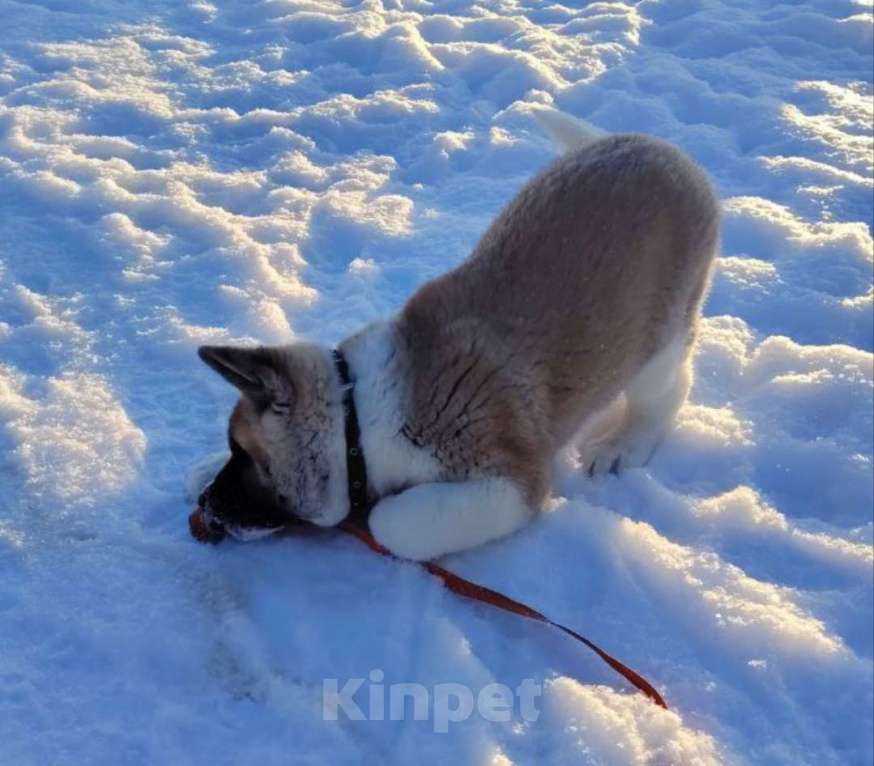 Собаки в Санкт-Петербурге: Продажа Американская акита Мальчик, 35 000 руб. - фото 2