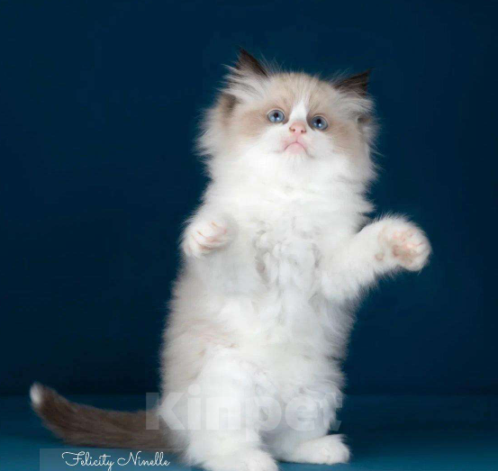 Кошки в Москве: Рэгдолл котенок Мальчик, 110 000 руб. - фото 7