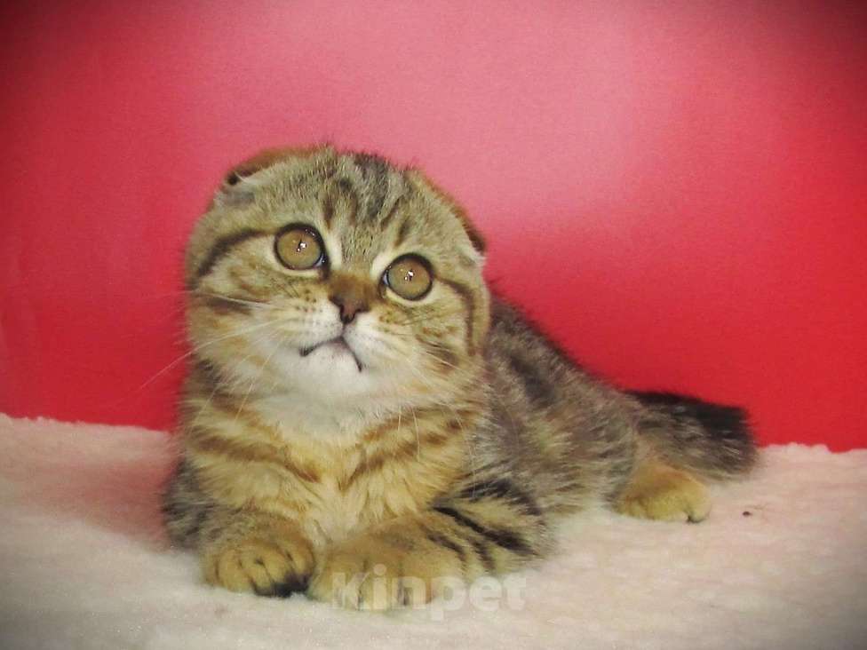 Кошки в Санкт-Петербурге: шотландская кошечка фолд Девочка, Бесплатно - фото 3