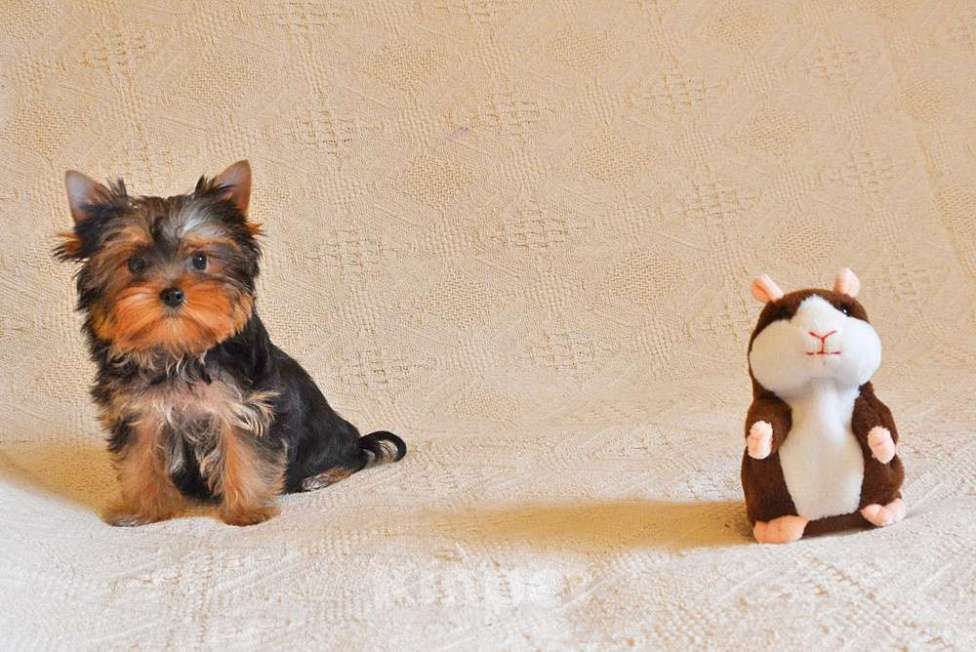 Собаки в Москве: Йоркширский терьер-супер щеночки в ваш дом Мальчик, 15 000 руб. - фото 2