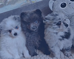 Собаки в других городах Тульской области: Щенки шпица померанского Мерле Разнополые, 30 000 руб. - фото 2