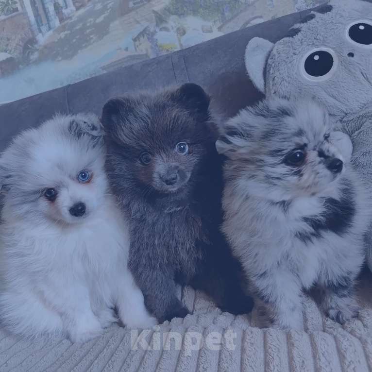 Собаки в других городах Тульской области: Щенки шпица померанского Мерле Разнополые, 30 000 руб. - фото 2