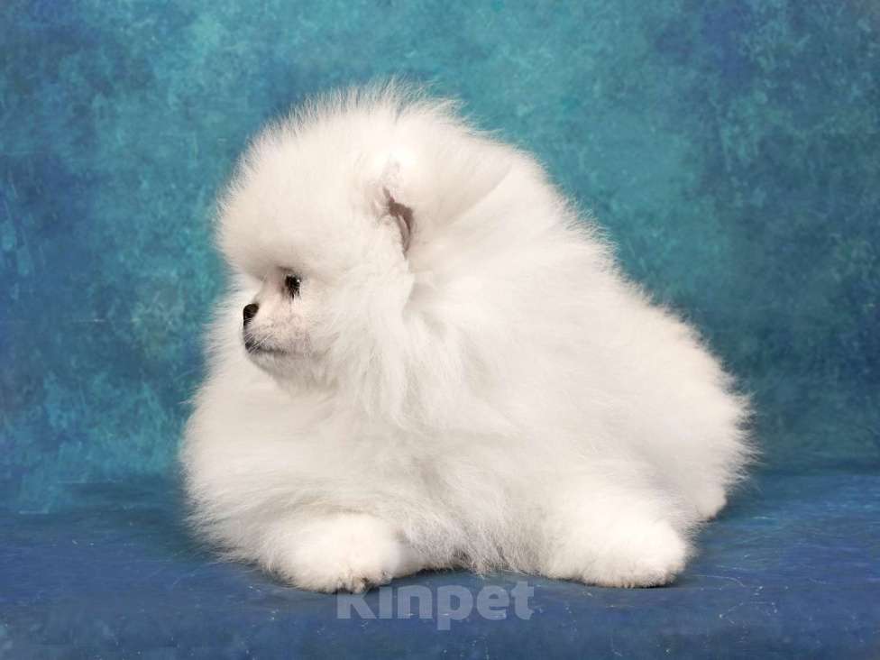 Собаки в Москве: Померанский карликовый шпиц мини мальчик Мальчик, 35 000 руб. - фото 3