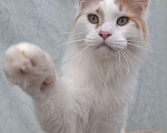 Кошки в Иваново: Мальчик мейн-кун  Мальчик, 20 000 руб. - фото 1