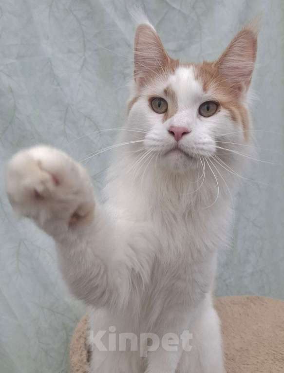 Кошки в Иваново: Мальчик мейн-кун  Мальчик, 20 000 руб. - фото 1