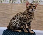Кошки в Москве: Бенгальские котята с документами и прививками Мальчик, 25 000 руб. - фото 5