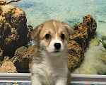 Собаки в Санкт-Петербурге: Вельш-корги-пемброк Девочка, 50 000 руб. - фото 1
