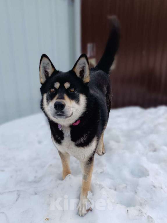 Собаки в Москве: Девочка, метис хаски, в добрые руки  Девочка, Бесплатно - фото 3