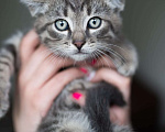 Кошки в Москве: Котенок Тигровый глаз, 2 месяца Мальчик, Бесплатно - фото 4