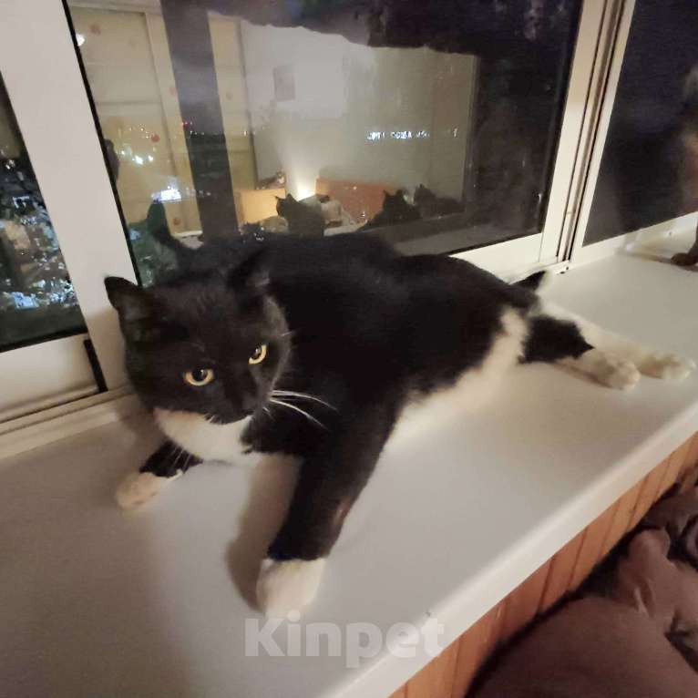 Кошки в Москве: Толстячок Тёма - котик для сибаритов Мальчик, 1 руб. - фото 3