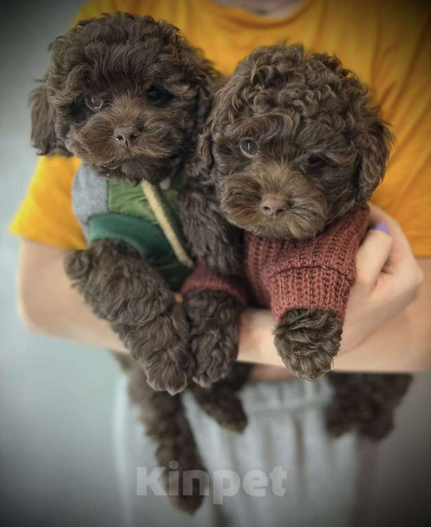 Собаки в Москве: Щенки мальтипу Девочка, 55 000 руб. - фото 6