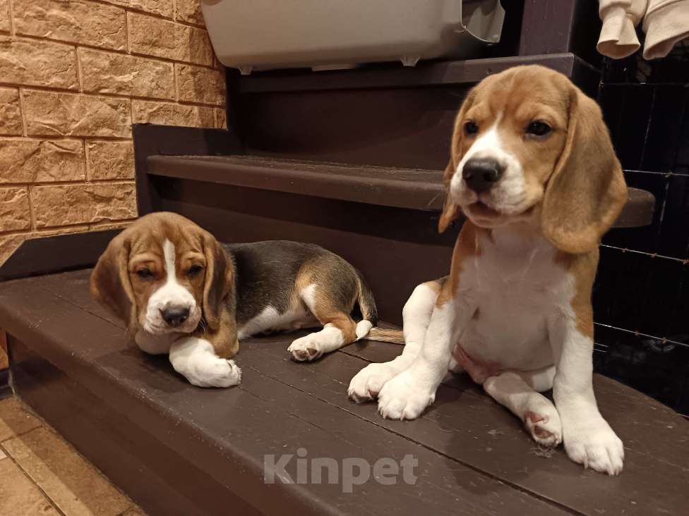 Собаки в Санкт-Петербурге: Щенки породы Бигль (документы РКФ) Мальчик, 50 000 руб. - фото 3