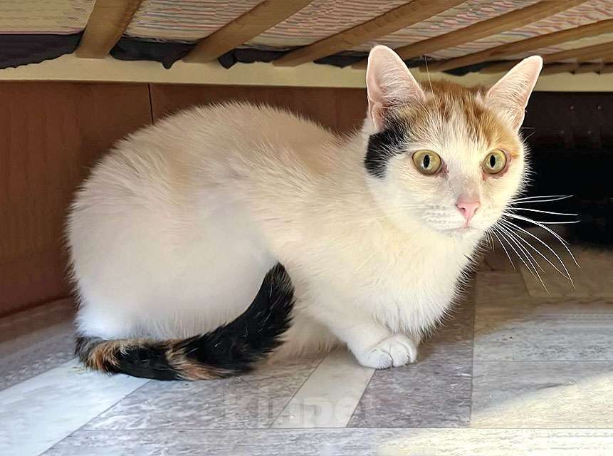 Кошки в Москве: Ласковая и нежная кошечка Снежинка ищет дом Девочка, Бесплатно - фото 5