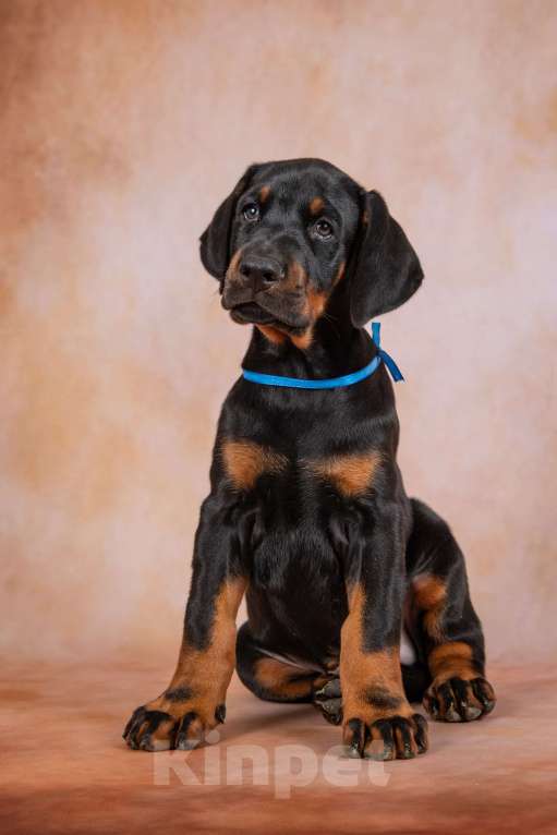 Собаки в Москве: Щенки добермана  Мальчик, 100 000 руб. - фото 6