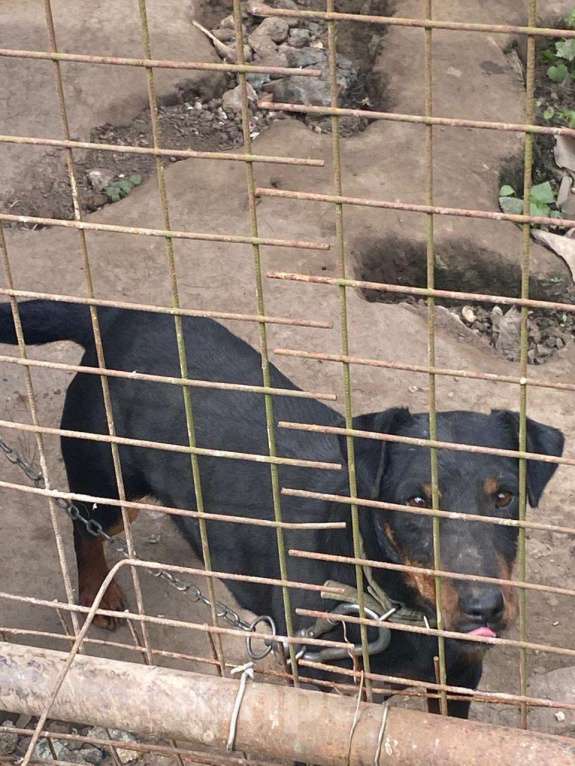 Собаки в других городах Калужской области: Собака в добрые руки Мальчик, Бесплатно - фото 4