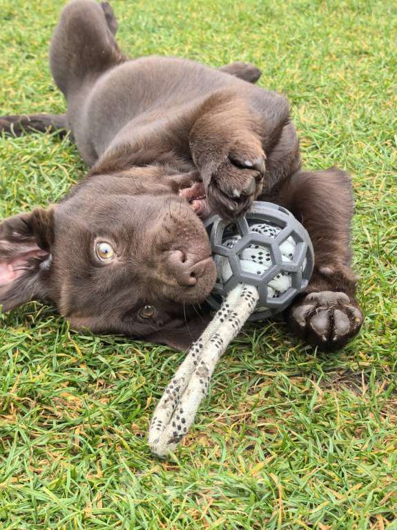 Собаки в других городах Московской области: Шоколадная озорница Девочка, 80 000 руб. - фото 1