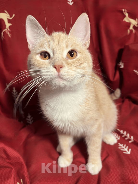 Кошки в Москве: Котик Фокси 7 месяцев Мальчик, Бесплатно - фото 3
