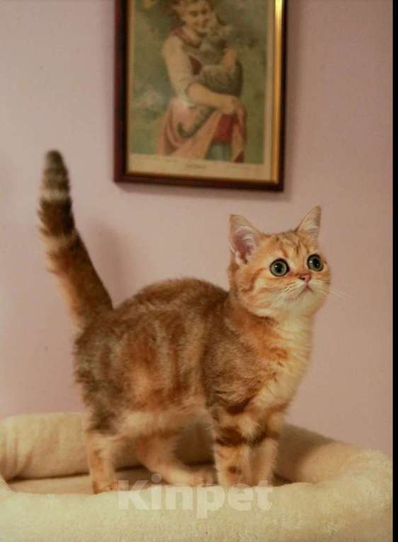 Кошки в Москве: Ценителям золота Мальчик, 40 000 руб. - фото 2