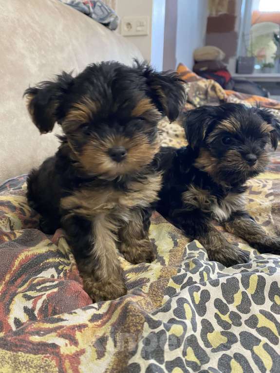 Собаки в других городах Брянской области: Продаются маленькими красавчики Мальчик, 15 000 руб. - фото 6