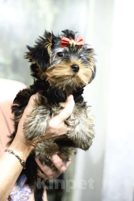Собаки в Москве: Продажа щенков йоркширского терьера Девочка, 25 000 руб. - фото 2
