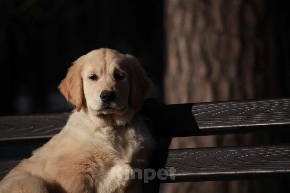Собаки в Москве: Золотистый ретривер  Мальчик, 90 000 руб. - фото 4