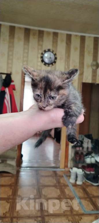 Кошки в Ангарске: котятки в добрые руки Девочка, Бесплатно - фото 3