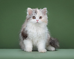 Кошки в Москве: Котенок шотладский длинношерстный страйт Девочка, 50 000 руб. - фото 1