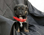 Собаки в Краснодаре: Отдам щенка, 2 месяца Мальчик, 10 руб. - фото 4